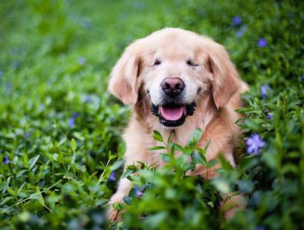 כלב עיוור (צילום: סטייסי מוריסון)