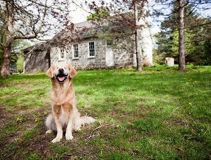 כלב עיוור (צילום: סטייסי מוריסון)