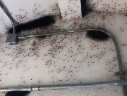 מלא עכבישים (צילום: יוטיוב)