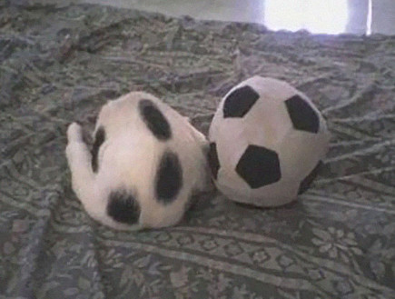 חתולים בהסוואה (צילום: boredpanda.com)