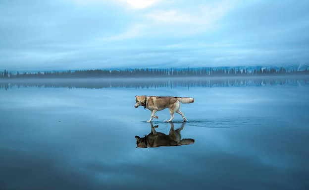 כלב על המים (צילום: פוקס גרום)