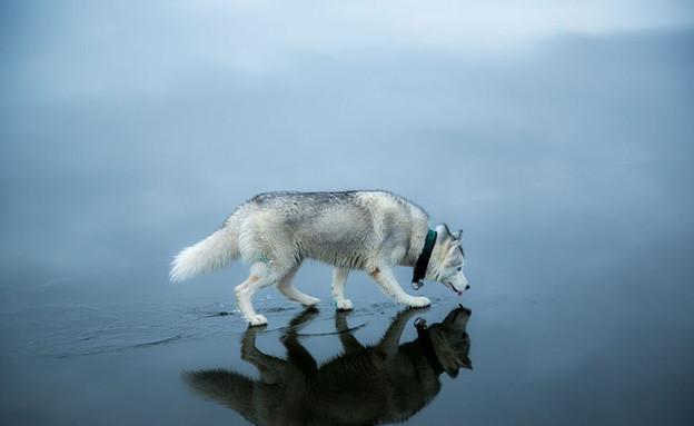 כלב על המים (צילום: פוקס גרום)