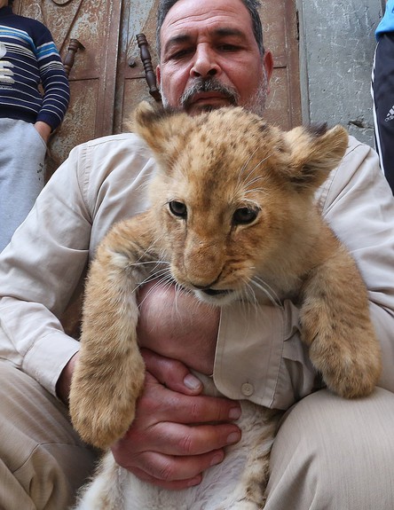 אריה בעזה (צילום: Anadolu Agency, GettyImages IL)