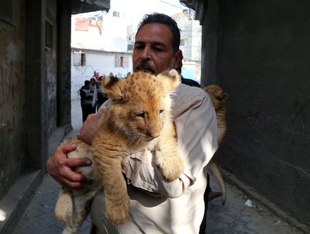 אריה בעזה (צילום: Anadolu Agency, GettyImages IL)