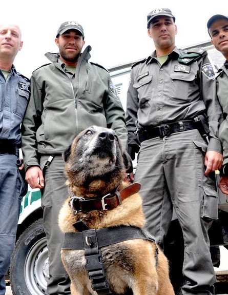 הכלב קרלו (צילום: דוברות חטיבת המשטרה)
