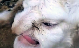 כבשה מוזרה (צילום: יוטיוב)