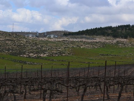 יער יתיר, ארכיון (צילום: איתי גלייטמן)