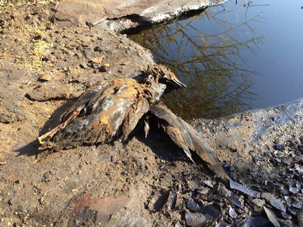 גם החיות נפגעו מדליפת הנפט (צילום: מנחם זלוצקי, המשרד להגנת הסביבה)