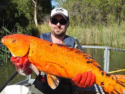 דג זהב גדול (צילום: Freshwater Fish Group & Fish Health Unit)