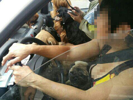כלבים בכל רחבי הרכב (צילום: דוברות משטרת התנועה)