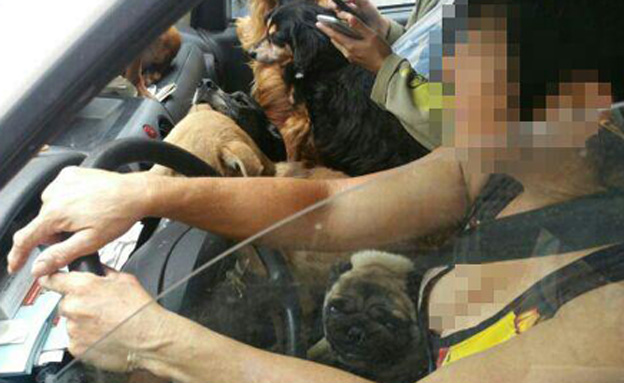 כלבים בכל רחבי הרכב (צילום: דוברות משטרת התנועה)