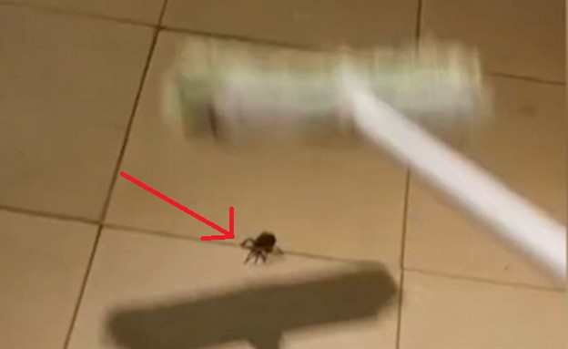 עכביש מפתיע (צילום: יוטיוב)