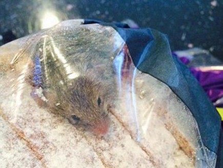 עכבר בלחם (צילום: אנדרו אודל)