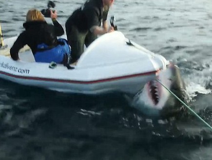 כריש מתנפל (צילום: יוטיוב)
