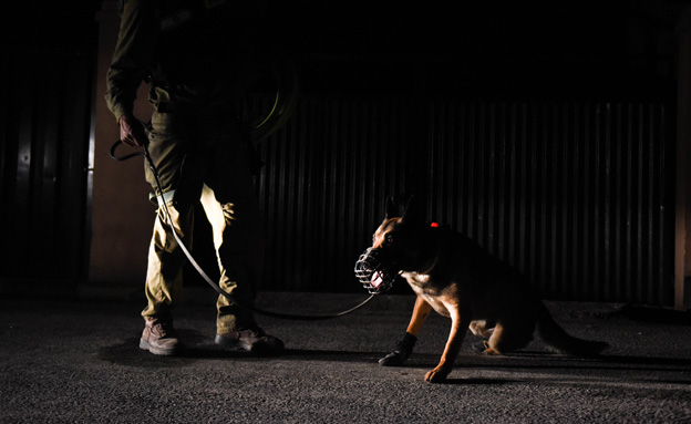 כלבי הגישוש מסייעים לחיילים (צילום: דוצ)