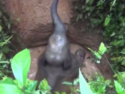 פיל נתקע (צילום: יוטיוב)