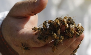 נעקץ על ידי דבורים, אילוסטרציה (צילום: רוייטרס)