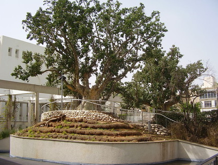 עץ השקמה בגן יעקב (צילום: ד״ר אבישי טייכר)