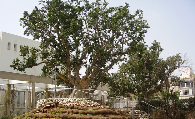 עץ השקמה בגן יעקב (צילום: ד״ר אבישי טייכר)