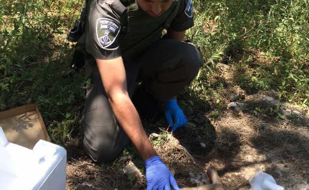 מג"ב מצילים ארנב (צילום: חטיבת דוברות המשטרה)