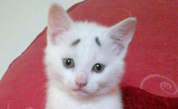 חתלתול מודאג, Concerned Kitten, (צילום: דף הפייסבוק Concerned Kitten)