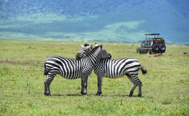 ספארי בטנזניה (צילום: יאיר חייטמן)