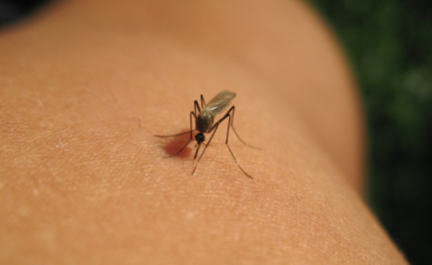 יתוש על יד (צילום: אימג'בנק / Thinkstock)