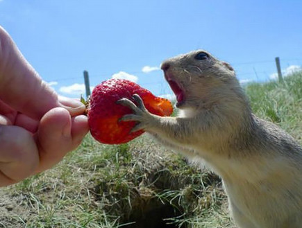 חיות אוכלות תותים (צילום: boredpanda.com)