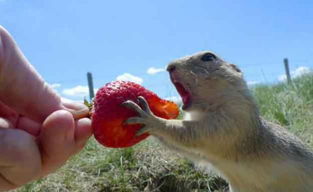 חיות אוכלות תותים (צילום: boredpanda.com)