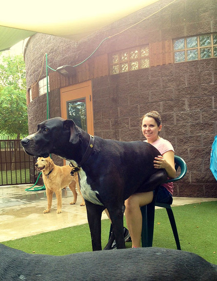 כלבים גדולים מדי (צילום: boredpanda.com)