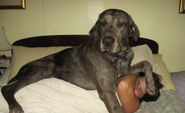 כלבים גדולים מדי (צילום: boredpanda.com)