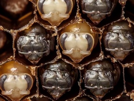 לידת דבורים (צילום: יוטיוב)