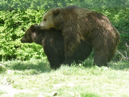 דובים רומניה (צילום:  שמעון איפרגן)