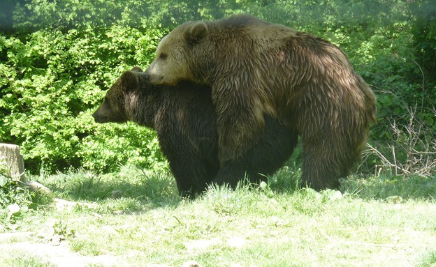 דובים רומניה (צילום:  שמעון איפרגן)