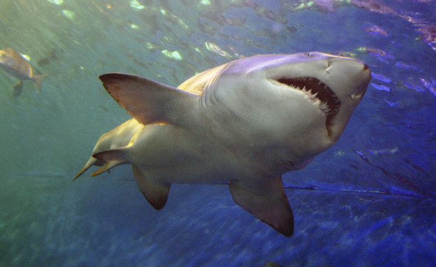 כריש בים (צילום: אימג'בנק / Thinkstock)