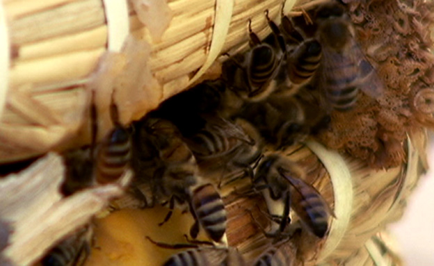 הפרויקט להצלת הדבורים (צילום: חדשות 2)
