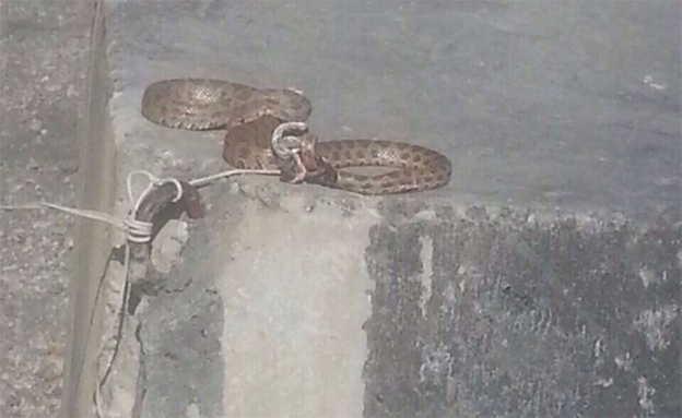 הנחש שמצאו החיילים (צילום: דוברות מגב)