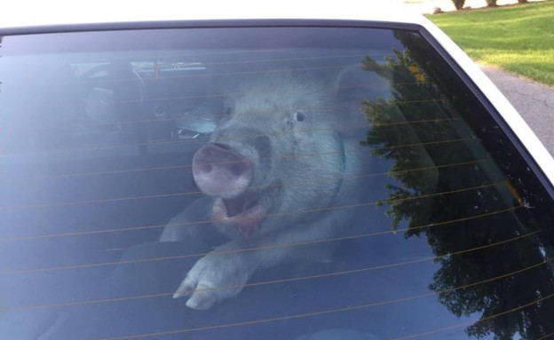 חזיר הגזים (צילום: Shelby Township Police Department)