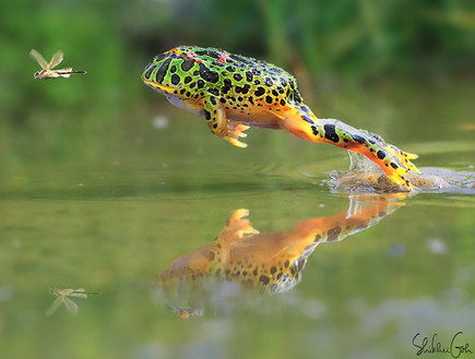 צפרדעים מגניבות (צילום:  boredpanda.com)