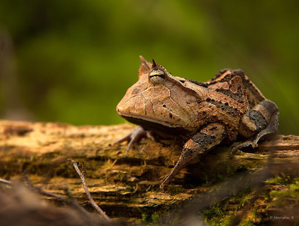 צפרדעים מגניבות (צילום:  boredpanda.com)