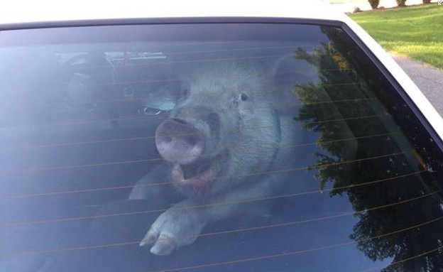 החזיר הפושעע ממישיגן (צילום: Shelby Township Police Department)