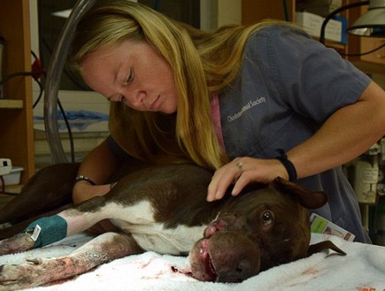 כלבה מסכנה  (צילום: Charleston Animal Society)