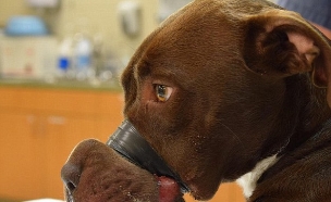 כלבה מסכנה  (צילום: Charleston Animal Society)