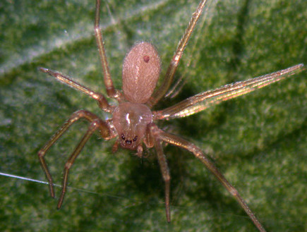עכביש ששן חום (צילום: wikimedia user: Lymantria)
