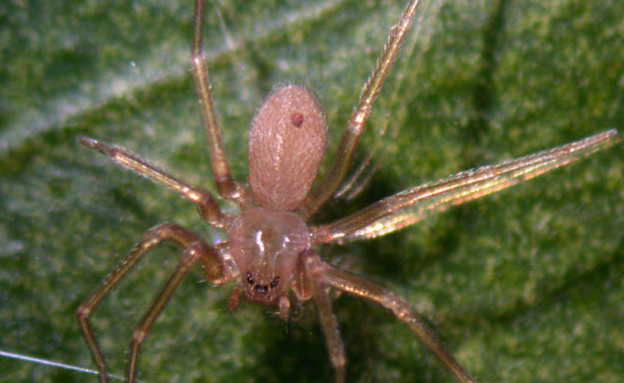 עכביש ששן חום (צילום: wikimedia user: Lymantria)