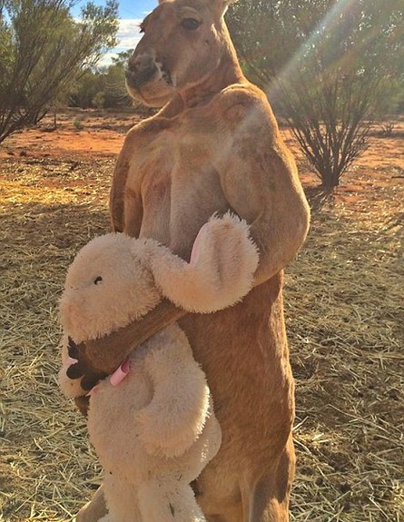 קנגורו ענק (צילום: מתוך הפייסבוק של Kangaroo Sanctuary)