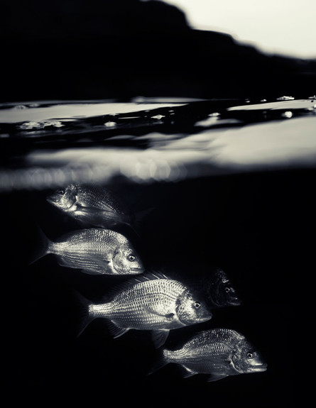 מתחת למים (צילום: מאטי סמית)
