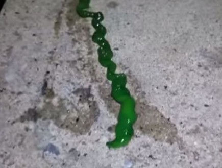 יצור ירוק (צילום: יוטיוב)
