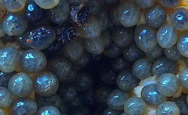 "הכל כבר כאן"