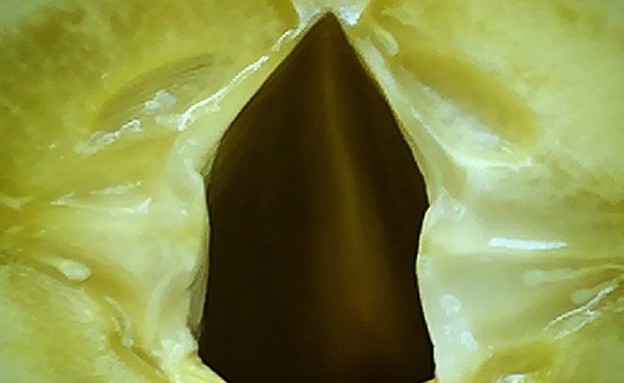 "הכל כבר כאן"